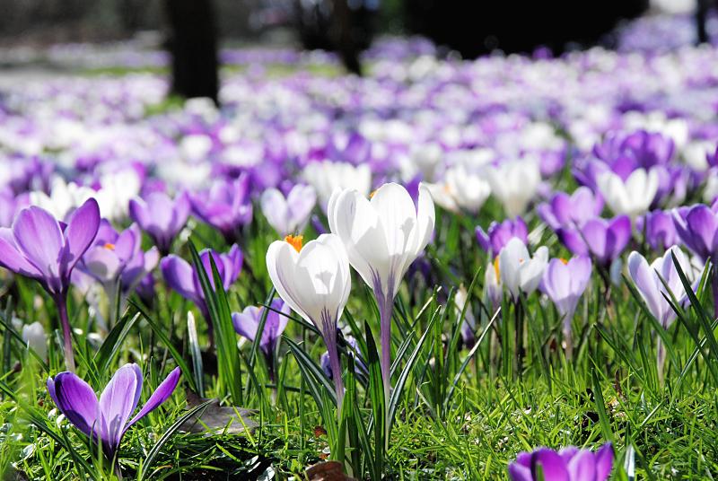 2240_9255 Frühlingswiese mit violetten und weissen Krokusblueten in der Sonne. | Fruehlingsfotos aus der Hansestadt Hamburg; Vol. 2